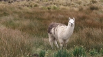 Vicuña