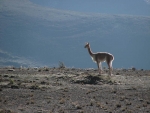 Ein wildes Vicuña.