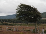 Windschiefe Baeume auf dem Weg nach Punta Arenas.