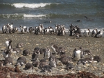 Magellan-Pinguine am Seno Otway.