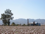 Baumwollfelder