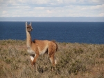 Eines der scheuen Guanacos.