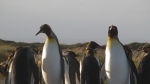 Koenigspinguine an der Bahia Inutil.