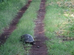 Galapagos (Riesenschildkroeten) in ihrem natuerlichen Habitat, Wanderung in El Chato, Isla Santa Cruz