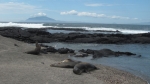 Seeloewen, Punta Espinoza, Isla Fernandina