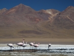 Unsere ersten Flamingos auf der Lagunenroute.