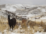 Llama im Schnee.