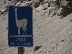 Vicunas crossing.