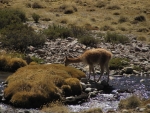 Vicuna.