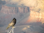 Grand Canyon NP