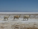 Am Ufer des Salar de Coipasa, auf dem Weg nach Llica.