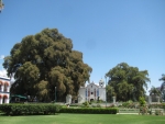 El Arbol del Tule.
