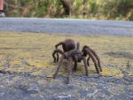 Trantula